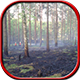 brand_wald.png - 33,12 kB